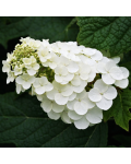 Hydrangea Alice